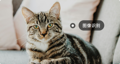 Vision transformer模型